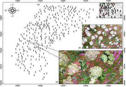 Mapa del censo forestal
hecho con fotografía de dron y procesamiento SIG para el rodal 2