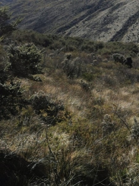 Zona sin intervención  

 