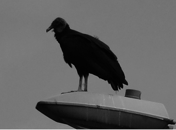 Aves comunes y raras de las áreas verdes de Sangolquí, Ecuador.