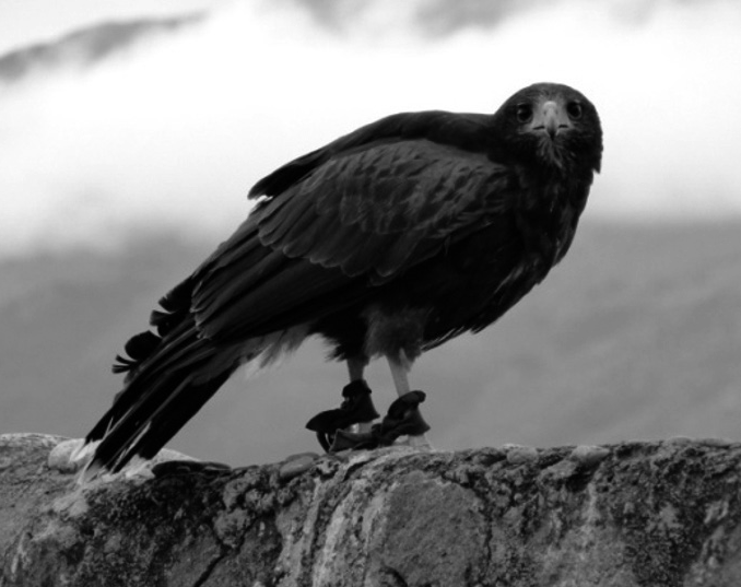 Gavilán
alicastaño ACCIPITRIDAE Raro