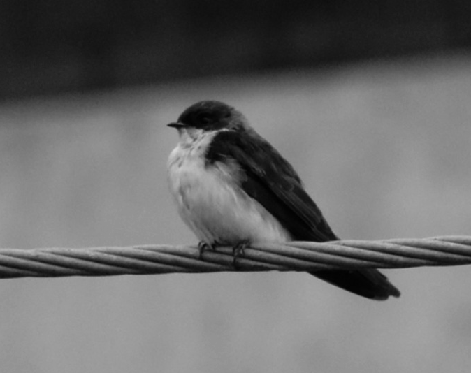 Golondrina
azuliblanca HIRUNDINIDAE Común 

 

 
