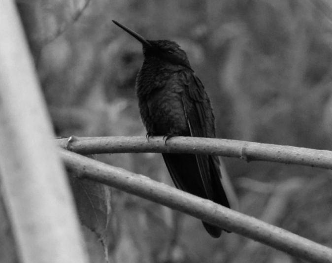  Quinde
herrero TROCHILIDAE Común