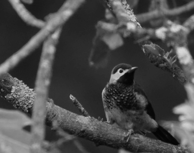 Carpintero
dorsicarmesí PICIDAE Raro 

 