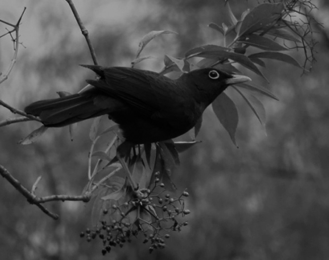 Mirlo TURDIDAE Com&uacute;n