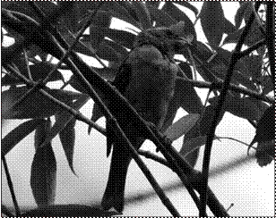 Huiracchuro
CARDINALIDAE Com&uacute;n