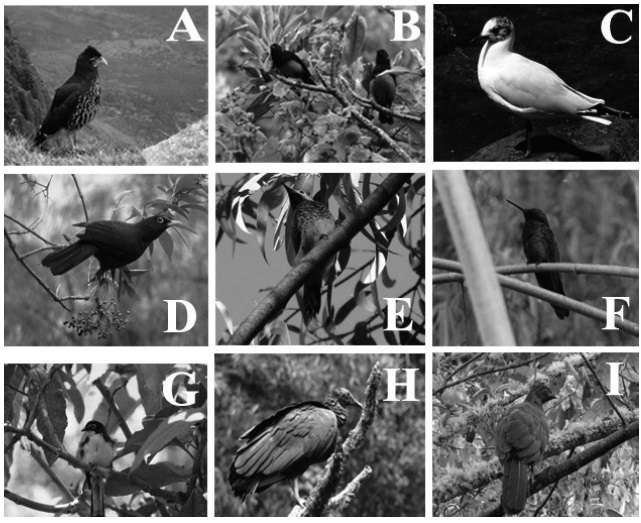 A) Caracara curiquinge (foto: Javier Torres). B) Tangara montana ventriescarlata. C) Gaviota andina. D) Mirlo grande. E) Carpintero dorsicarmesí. F) Orejivioleta ventriazul. G) Candelita de anteojos (foto: Fernanda Salazar-Vaca). H) Gallinazo negro. I) Pava andina.