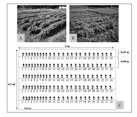 Plot design (A,B,C) for sample collection along the four selected phenological phases. Numbers 4-5, 8-9, 12-13 corresponded to the plants that were sampled during emergence, foliar expansion and tuber filling phases, respectively; completing 6 plants in each sample per plot. Plants 16-21 correspond to the last sampling carried out at harvest (C).
		
		
