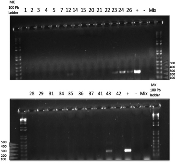 Amplificación del fragmento de 223 pb de la secuencia del gen BCSP31.