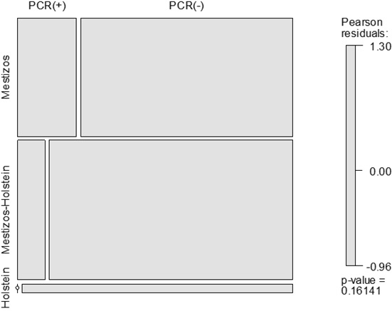 Relación entre la positividad de la prueba PCR y la raza del bovino.