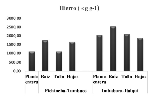 Concentración de hierro en planta de orégano ECU-20229 de Pichincha e Imbabura, resultados en base seca.