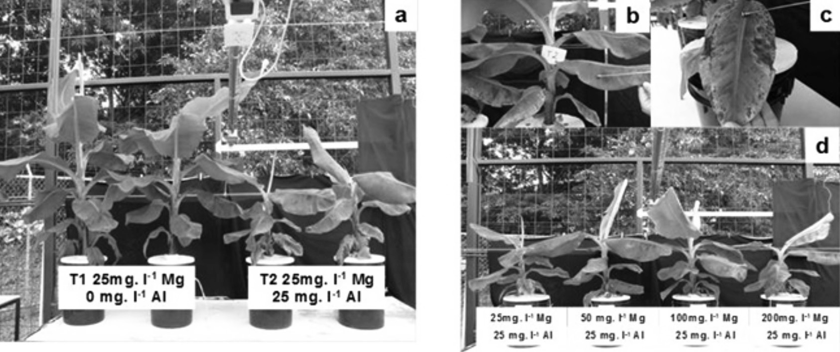  Efecto
de la aplicaci&oacute;n de Al en plantas de banano Gran Naine: (a) efecto de la
toxicidad del Al en la reducci&oacute;n del distanciamiento entre pseudo peciolos; (b)
inicio de clorosis; (c) necrosis avanzando hacia nervadura central; (d) efecto
de concentraci&oacute;n de Mg en la soluci&oacute;n sobre la presencia de la clorosis.