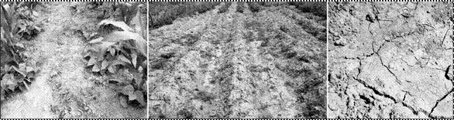  Efecto de la remoci&oacute;n
constante del suelo para la siembra y el posterior control de malezas. Se
observa la degradaci&oacute;n del suelo por p&eacute;rdida de estructura y contenido de
materia org&aacute;nica.