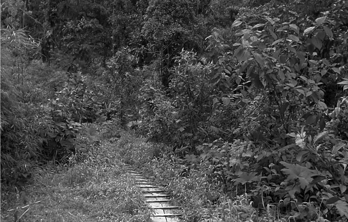 Respuesta
de la vegetación, después de la perturbación.