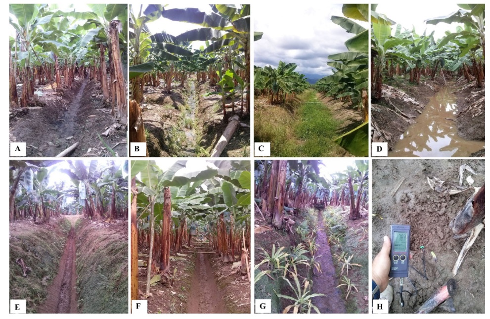 Problemas y medidas de mitigación en plantaciones bananeras; A-B) Acumulación de sedimentos en canales de drenaje, C) Acumulación de malezas en canales primarios, D) Estancamiento de agua en canales, E-F) Mantenimiento y limpieza de canales primarios y secundarios, G) Manejo ecológico de taludes, H) Monitoreo de pH en suelos.