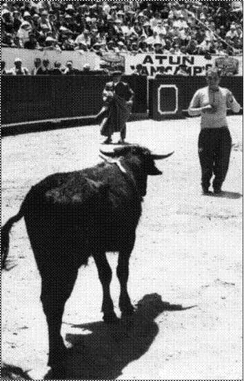 Festival art&iacute;stico en
la Plaza de Toros de Quito. 