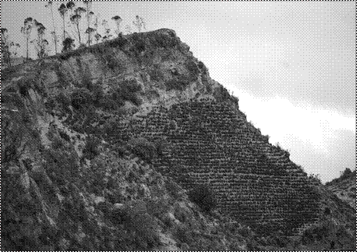 Muestra de la intervención de la población para cultivar en las laderas de la parroquia Zumbahua,
cara interior del cráter del volcán Quilotoa, en Cotopaxi.