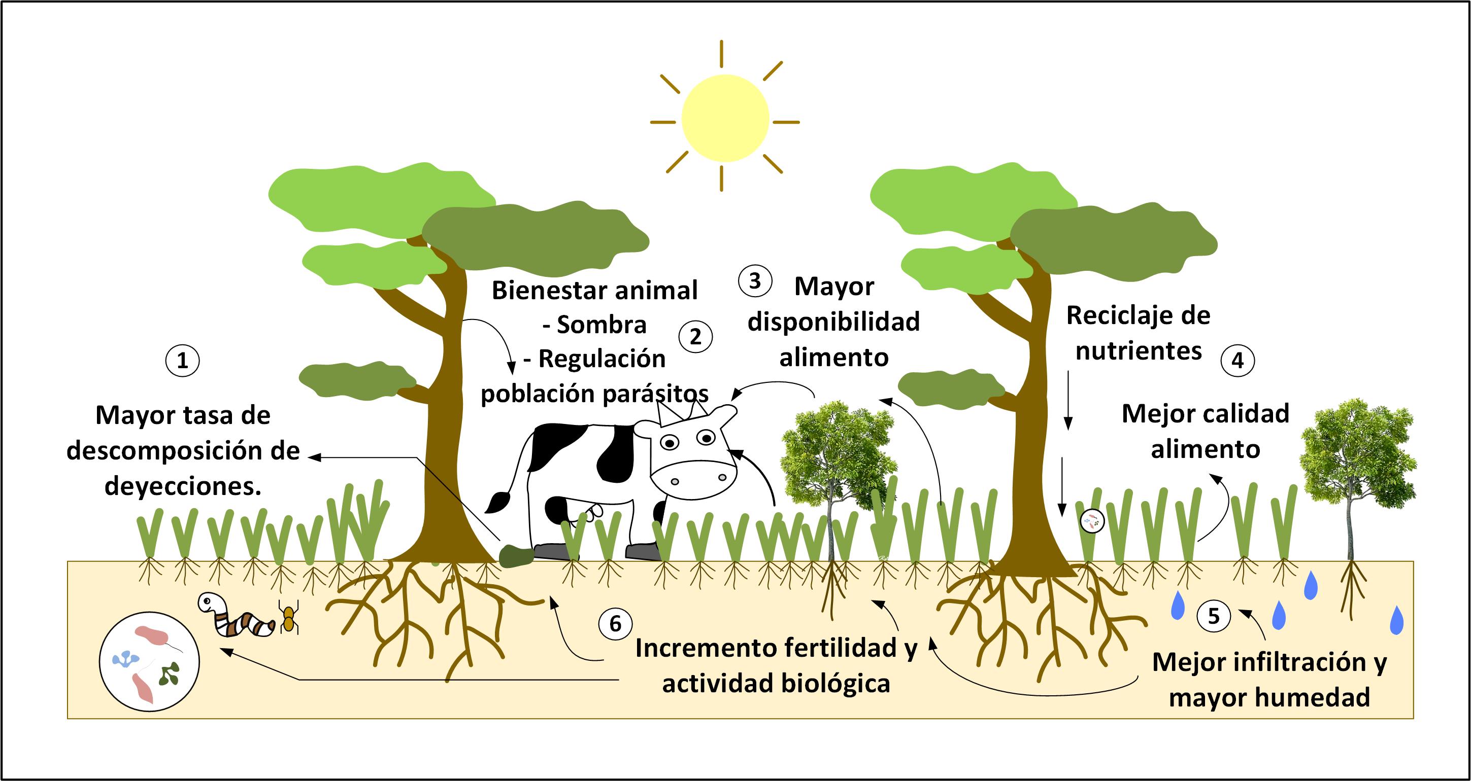Beneficios de los sistemas silvopastoriles para la ganadería.