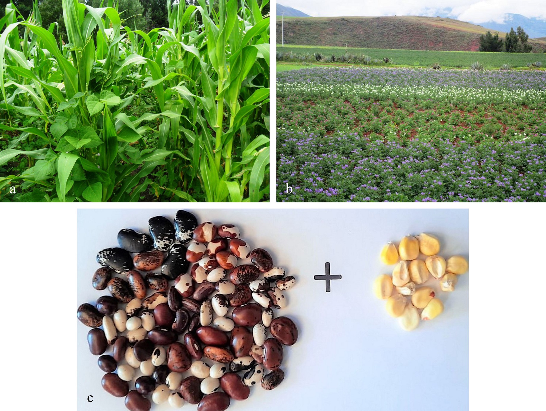 Asociación con cultivos de ciclo corto: a. Ecuador-valle de Tumbaco, b. Perú-Cusco, c. Ecuador-Cotacachi.