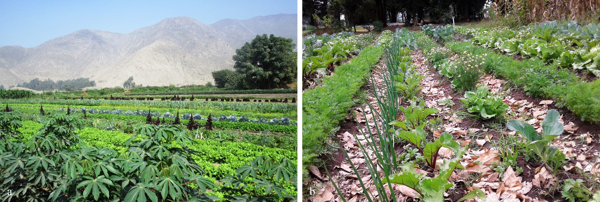 Asociación de cultivos con especies hortícolas: a. Perú-valle del Lurín, b. Ecuador- valle de Tumbaco.