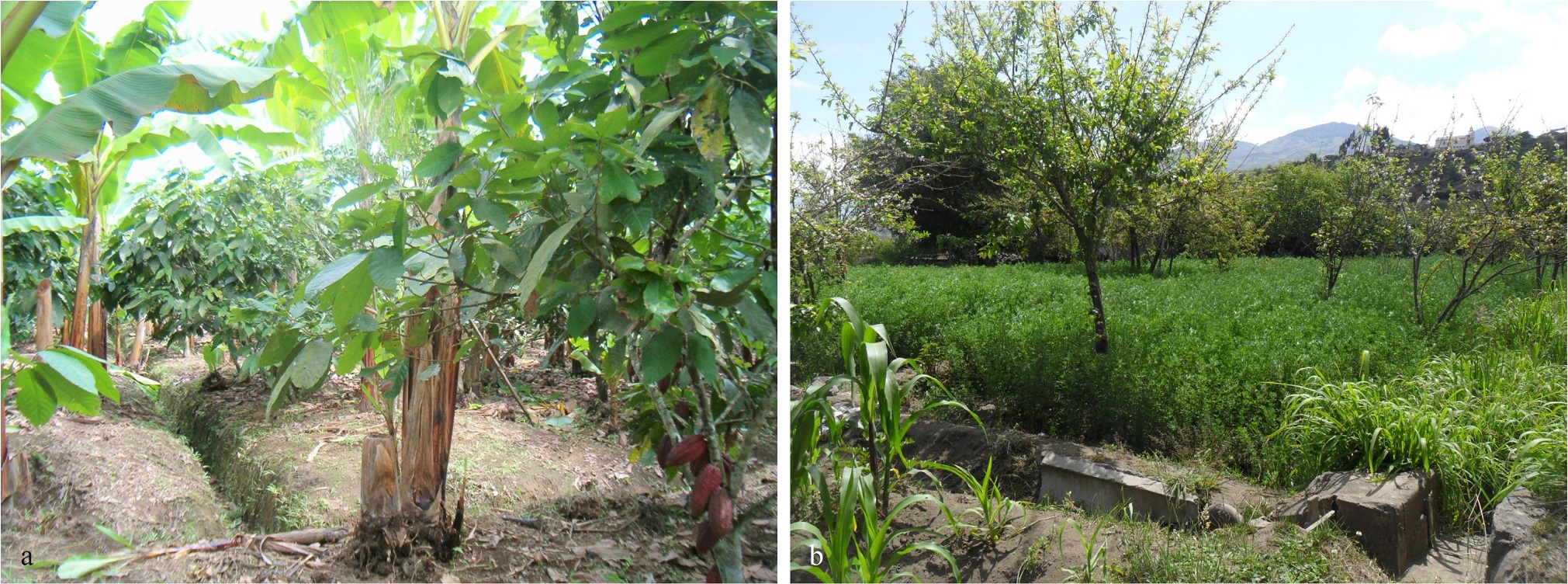 Asociación de cultivos con especies perennes-semiperennes: a. Ecuador-La Maná, b. Ecuador-Cevallos.