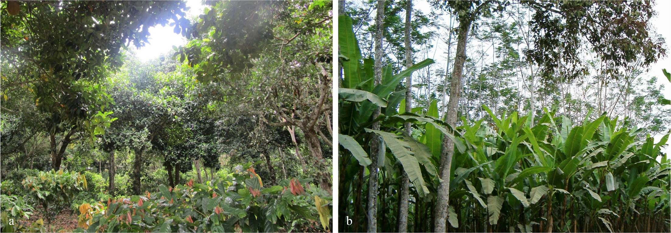 Asociación de cultivos en sistemas agroforestales: a. Perú-Yurimaguas, b. Ecuador-La Maná.
