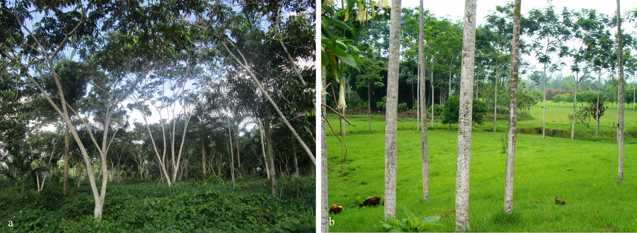 Sistemas silvopastoriles: a. Perú-Yurimaguas, b. Ecuador-La Maná.