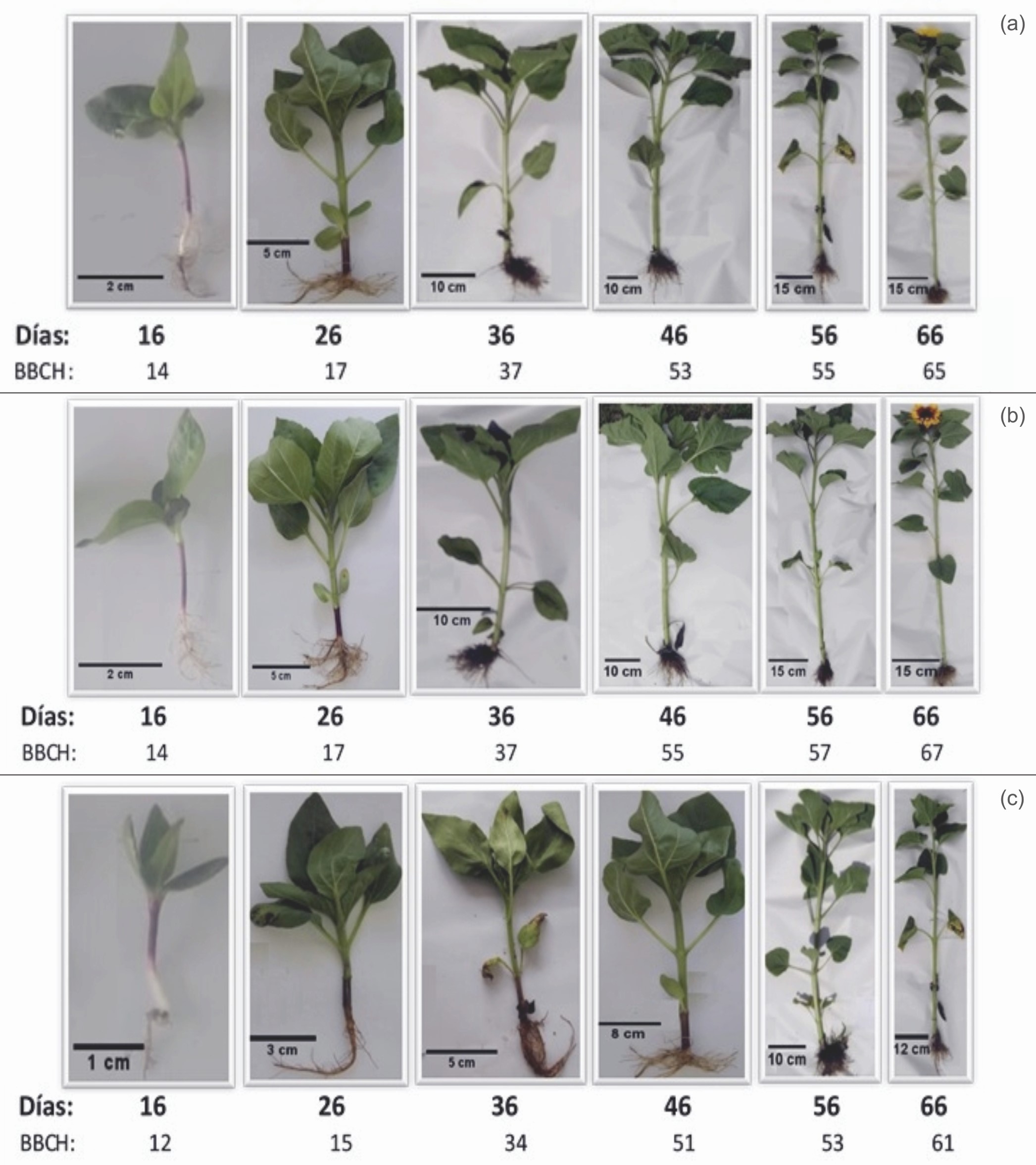Fases de desarrollo de girasol (Helianthus annus L.) para los cultivares híbridos Vicent Choice (a), Sunrich Orange (b) y SM-373 (c).