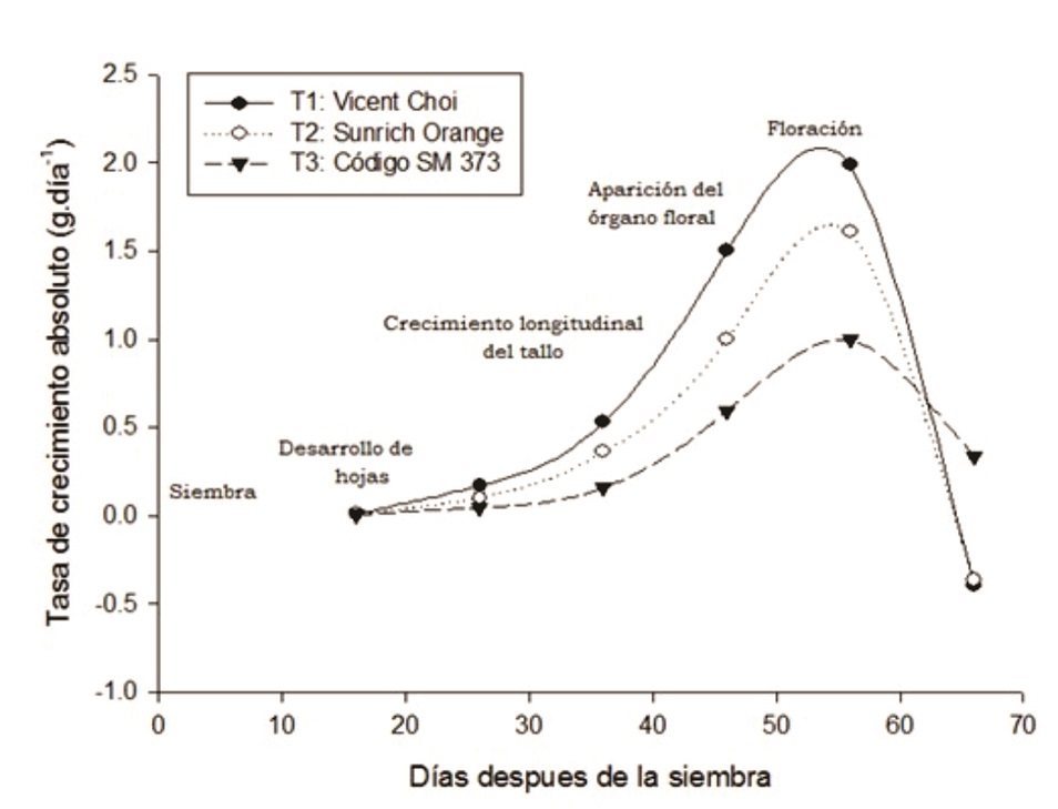 Caracterización morfológica y análisis de crecimiento de tres cultivares de  Helianthus annuus L. para flor de corte | Siembra