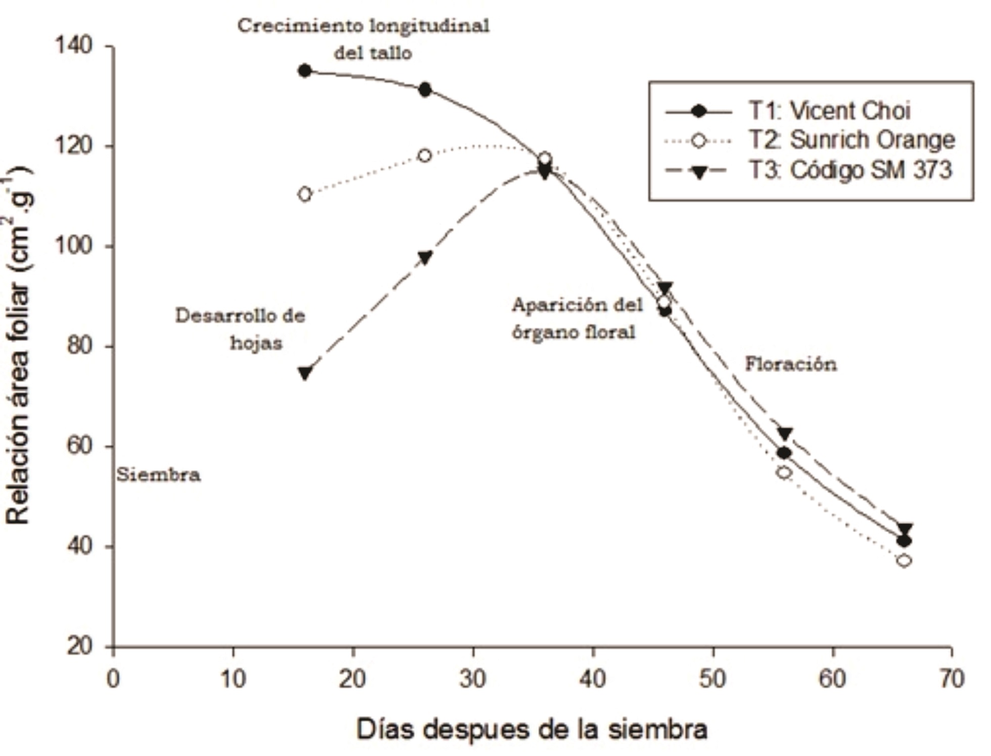 Caracterización morfológica y análisis de crecimiento de tres cultivares de  Helianthus annuus L. para flor de corte | Siembra