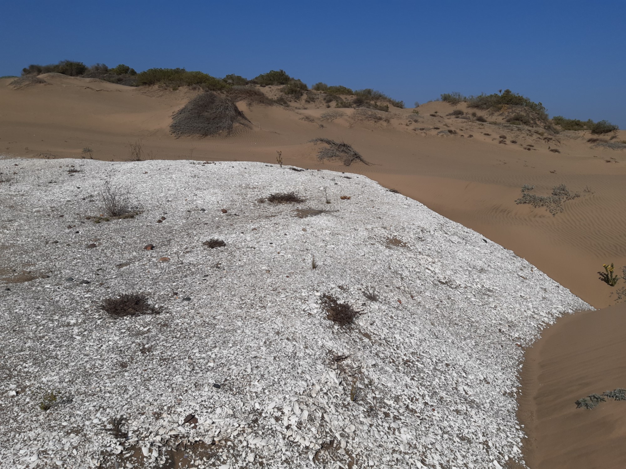 Residos malacológicos, dunas de Longotoma entre La Ligua y Petorca.