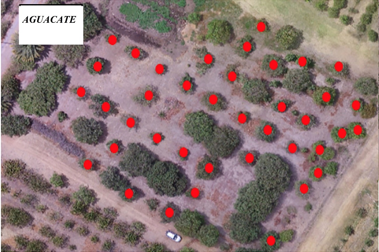 Distribución en los lotes de árboles control de aguacate. Escala 1:500.