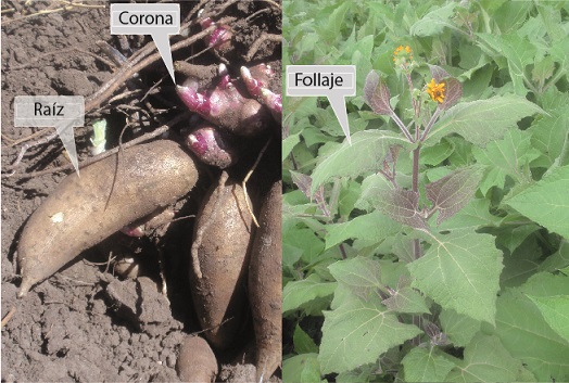 Partes de la planta según partición de materia seca (raíz, corona y follaje).