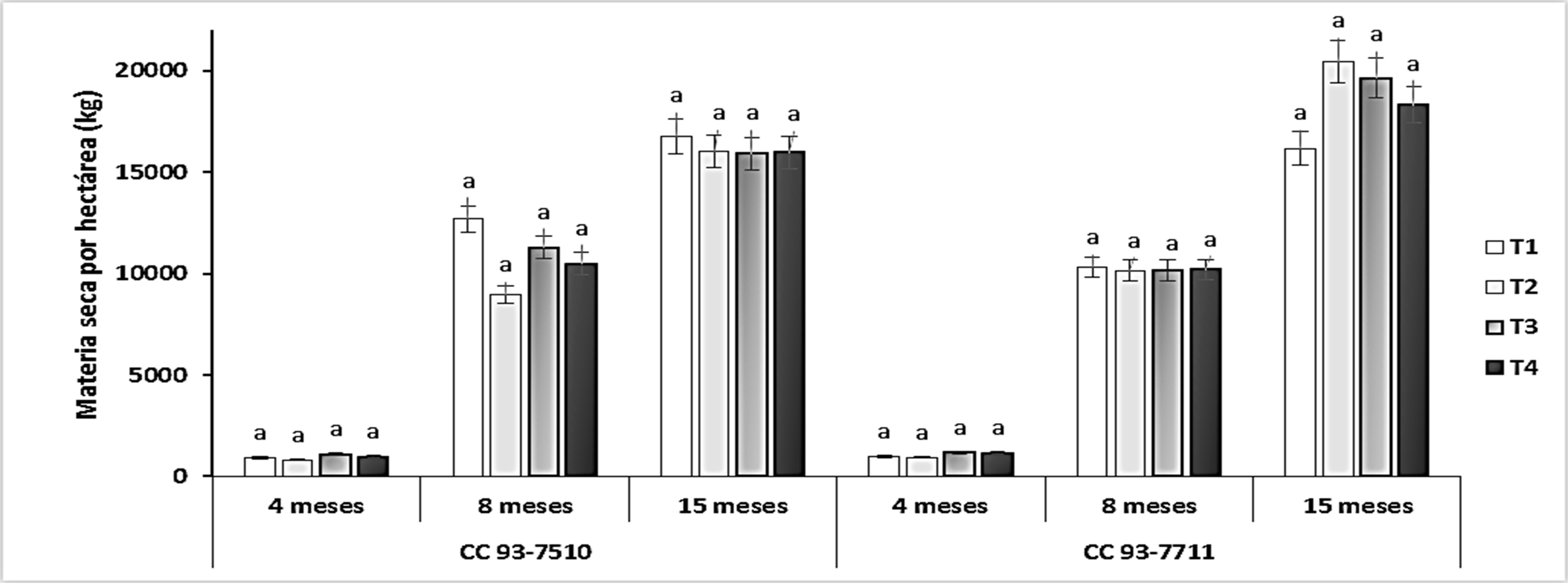 Materia seca total por hectárea a los 8 y 15 mdt.   T1: A. mellea, T2: R. irregulare, T3: Control sin inoculación, T4: Control 100 % fertilización química. Medias con letras distintas indican diferencias estadísticas significativas (Tukey, p ≤ 0,05) entre tratamientos (cinco muestras por tratamiento en tres repeticiones).