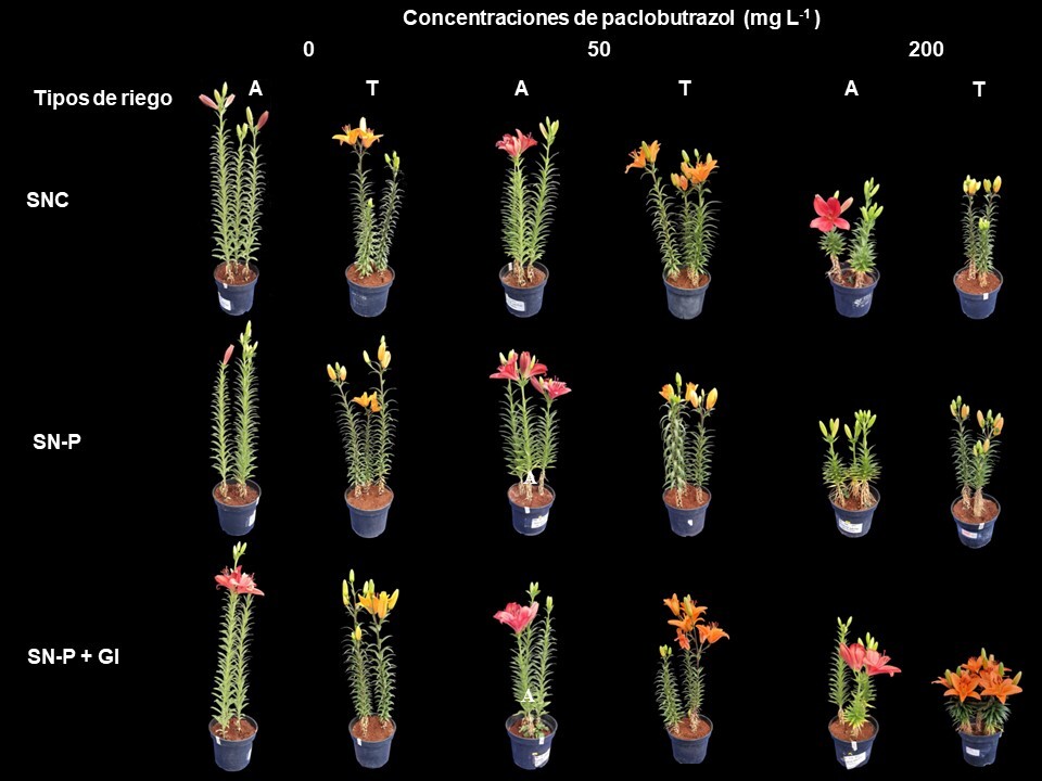 Aspecto visual de Lilium ‘Armandale’ A y ‘Tresor’ T cultivados con tres concentraciones de paclobutrazol PBZ y tres tipos de riego SNC solución nutritiva completa SNP sin fósforo SNPGI sin fósforo más 1 g de inóculo con G intraradices