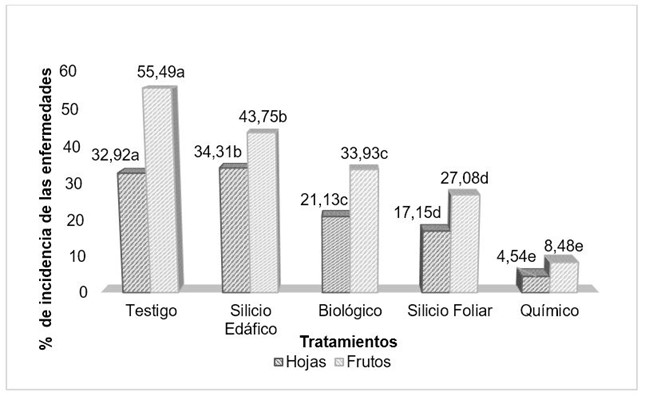 Figura 4. Comparación de la incidencia de roya y pestalotiosis en las hojas y frutos de S. dulcificum (Las medias con letras idénticas, no son significativas).
