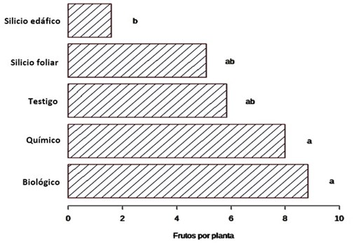 Rendimiento del fruto de S. dulcificum (Las medias con letras idénticas, no son significativas).
