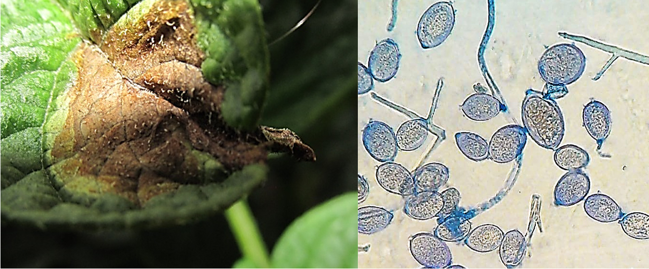 Tizón tardío. a) síntoma en hoja de papa. b) Imagen microscópica (40x) de esporangios, e hifas de Phytophthora infestans.