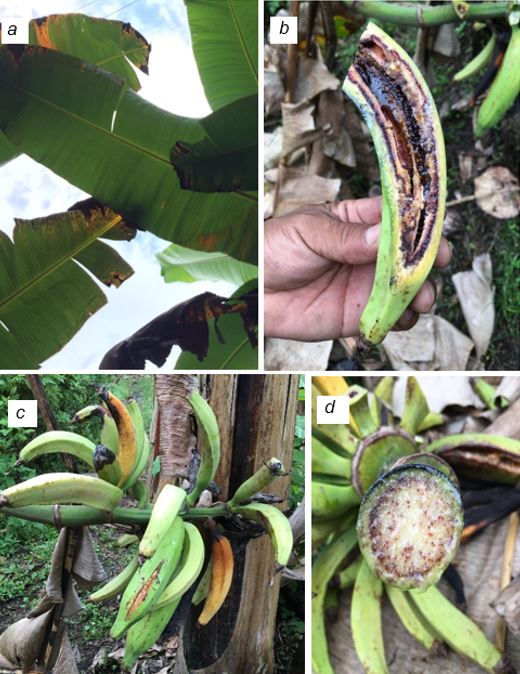 Síntomas de presencia de moko de plátano, a) en hojas (amarillamiento), b) en dedos (pudrición seca), c) en racimos (maduración temprana de dedos), d) en raquis (taponamiento de haces vasculares).