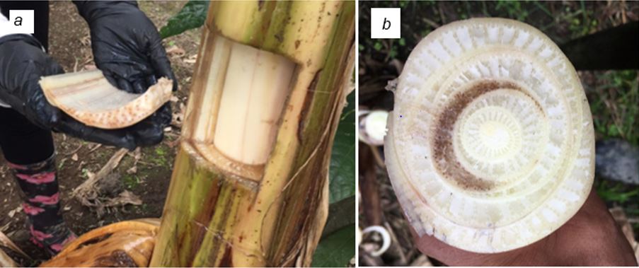 Muestras de pseudotallo con presencia de moko de plátano, a) extracción de la muestra, b) presencia de la bacteria en el centro del pseudotallo.