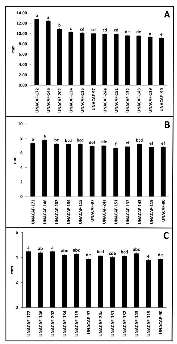Rasgos físicos evaluados en este experimento. A) el diámetro polar (L) (mm), B) el diámetro ecuatorial de la semilla (mm) y C) el espesor (W) (mm).