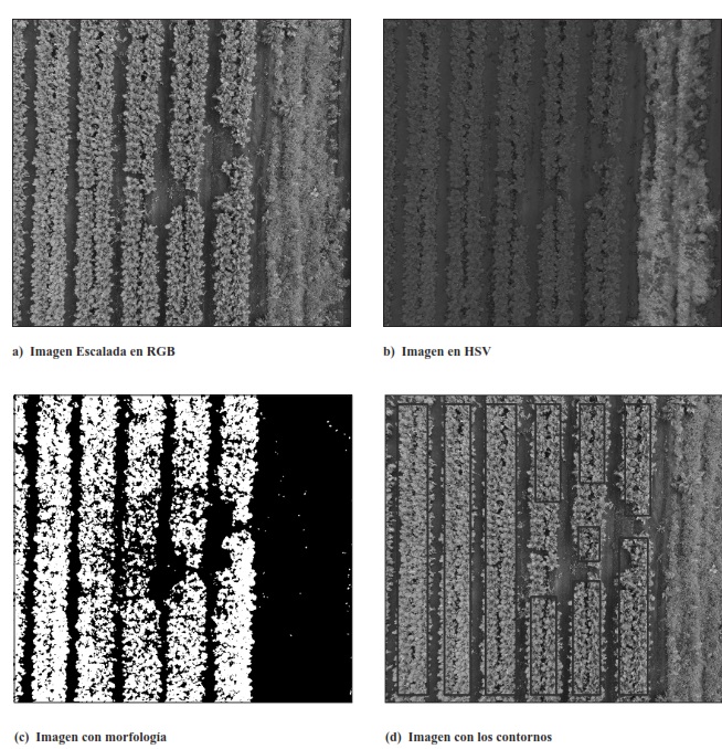 Caracterización
cualitativa de la plantación de brócoli, basado en su coloración.