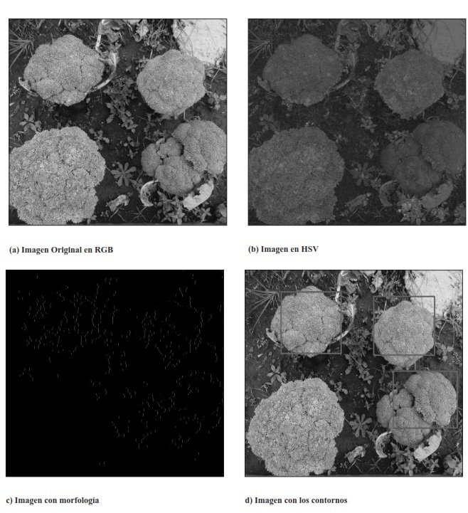 Detección
de pellas en buen estado, según su coloración.