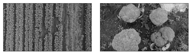 a) Toma a&eacute;rea de un cultivo de br&oacute;coli, obtenida con el dron,
b) Toma fotogr&aacute;fica de diferentes tipos de br&oacute;coli,
obtenida con la c&aacute;mara fotogr&aacute;fica