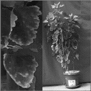  Síntomas de deficiencia de fósforo en
plantas de quinua.