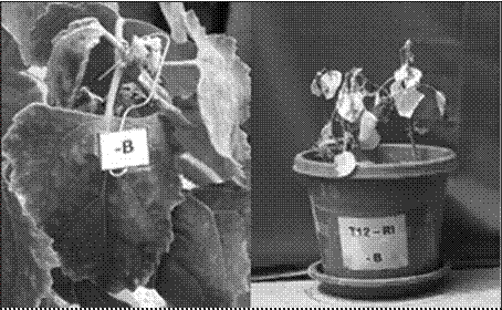 Síntomas de deficiencia de boro en plantas de quinua.



 