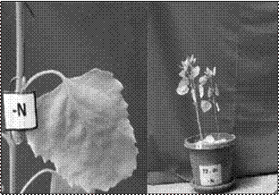  S&iacute;ntomas de deficiencia de nitr&oacute;geno en
plantas de quinua.