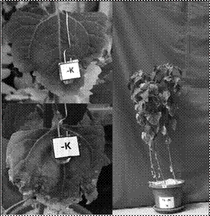 S&iacute;ntomas de deficiencia de
potasio en plantas de quinua.