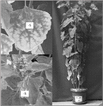 S&iacute;ntomas de deficiencia de azufre
en plantas de q
