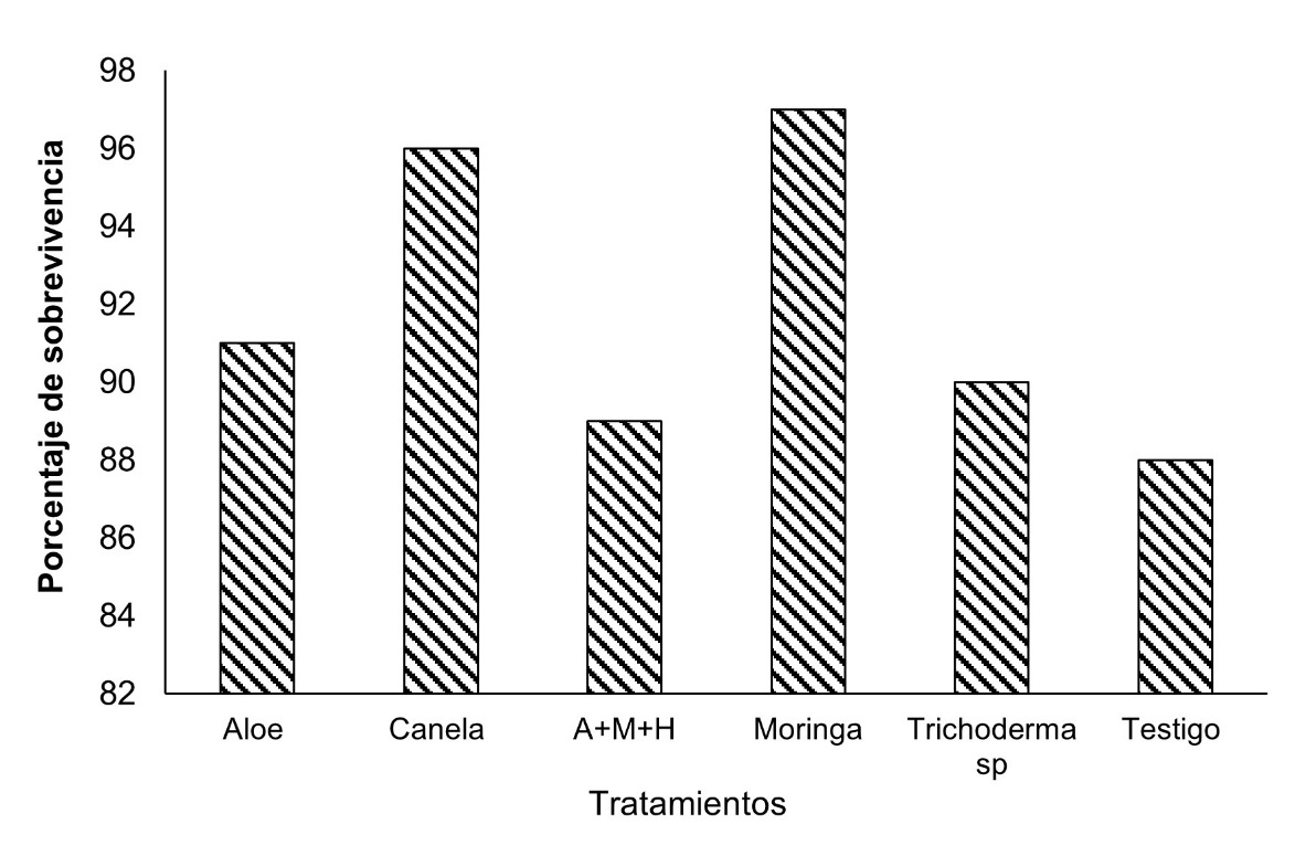 Porcentaje de sobrevivencia de H. rosa sinensis en vivero a los 120 días después de la siembra.
