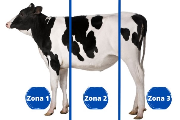 División en zona anatómicass del cuerpo de los bovinos para conteo de garrapatas y determinación del grado de infestación. La "zona 1" comprendió la cabeza hasta la punta del tórax, la "zona 2" abarcaba desde la punta del tórax hasta el hueso sacro, y la "zona 3" incluyó el sacro, el perineo, ubre posterior, entre pierna, y las patas posteriores